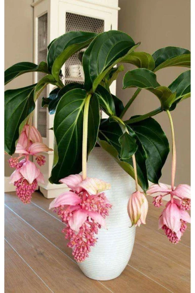 Muka Botanik Medine Gülü Çiçek Tohumu 20 Adet ürün görseli