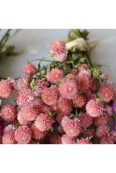 Muka Botanik Somon Rengi Medine Çiçeği (hanım Düğmesi) Çiçek Tohumu 10 15 Adet ürün görseli