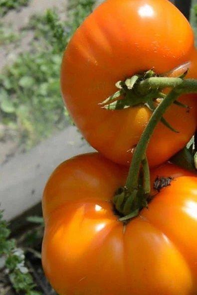 Muka Botanik Hybrite Turuncu Domates Tohumu / 5+ Adet Tohum - Resim 5