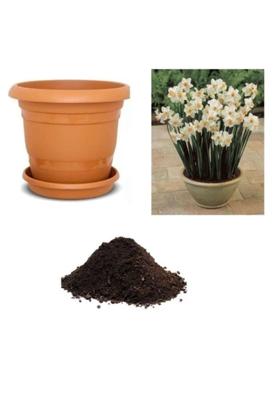 Muka Botanik Nergiz Tohumu Ekim Seti ürün görseli