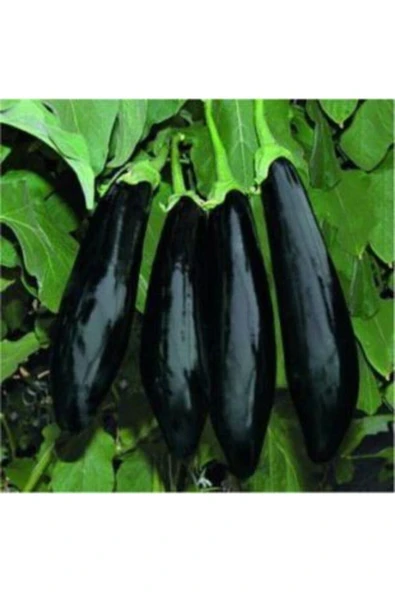Muka Botanik Siyah Kemer Patlıcan Tohumu Ekim Seti - Resim 3
