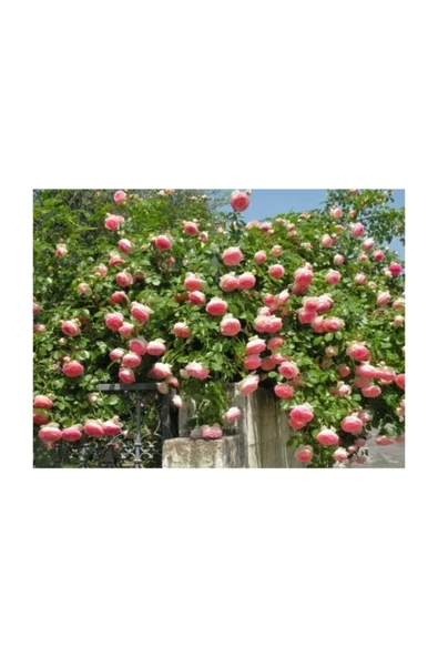 Muka Botanik Yediveren Sarmaşık Gül Tohumu ürün görseli