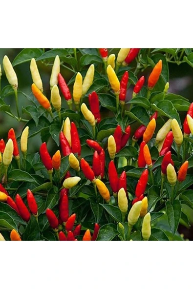 Muka Botanik Tabasco Acı Biber Tohumu ürün görseli