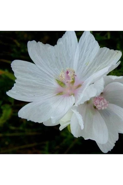 Muka Botanik 5 Adet Hollyhock (malva Moschata White) Tohumu - Resim 4