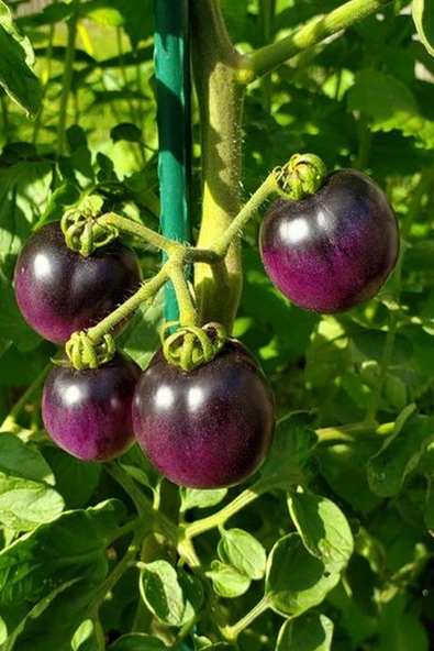 Muka Botanik Mor Domates Tohumu 20 Adet - Resim 2