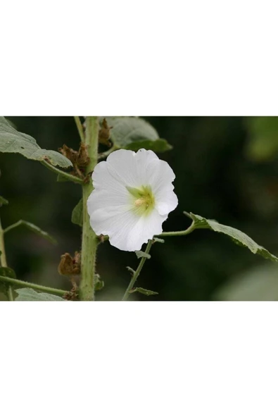 Muka Botanik 5 Adet Mixed Color Hollyhock Tohumu - Resim 5