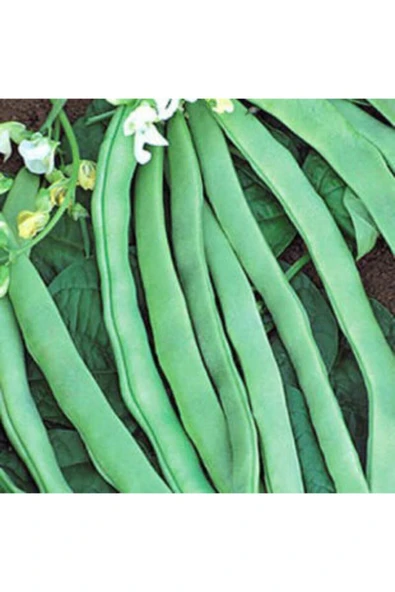 Muka Botanik Sırık Alman Ayşe Kadın Fasulye Tohumu Ekim Seti - Resim 3