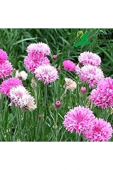 Muka Botanik 10 Adet Tall Pink Beauty Cornflower Tohumu - Resim 2