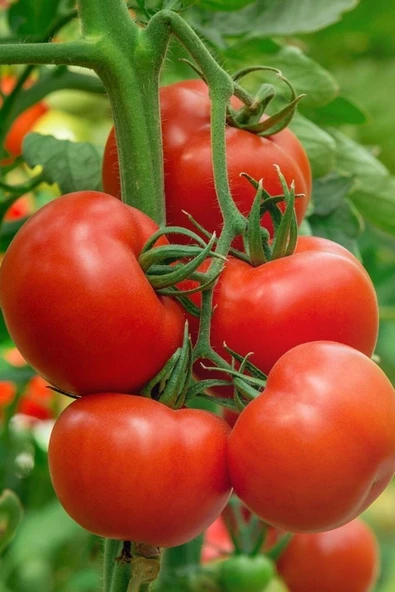 Muka Botanik Beşdeli Salkım Domatesi Tohumu / 10+ Adet Tohum - Resim 3