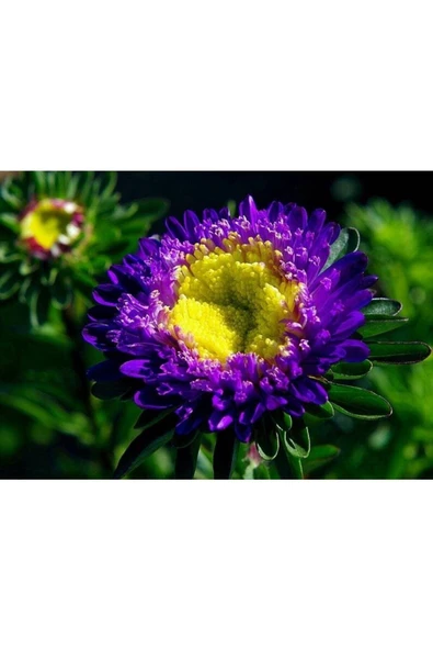 Muka Botanik 10 Adet Aster Valkyrija Purple Yellow Tohumu - Resim 4