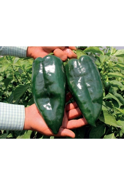 Muka Botanik 20 Adet Ancho / Poblano Biber Tohumu ürün görseli