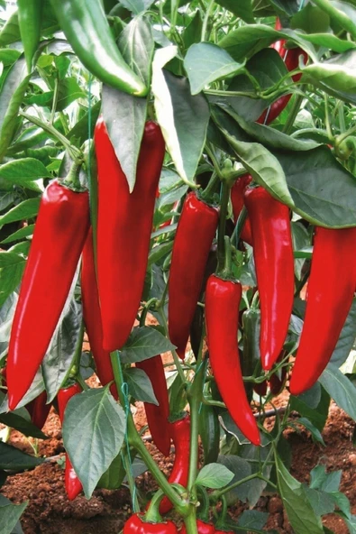 Muka Botanik Kırmızı Tatlı Kapya Biber Tohumu / 40+ Adet Tohum - Resim 4