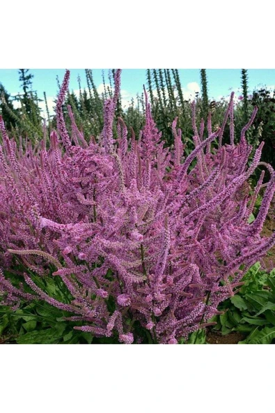Muka Botanik 10 Adet Statice Seeds - Pink Limonium Tohumu - Resim 4