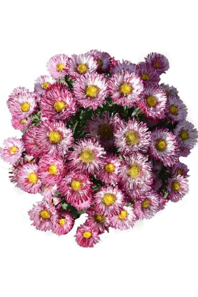 Muka Botanik 20 Adet Çin Aster Çiçeği Tohumu ürün görseli