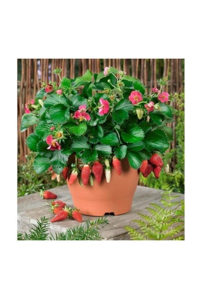Muka Botanik Agrobazaar Saksıya Uygun Çilek 50+ Adet Tohum - Resim 2