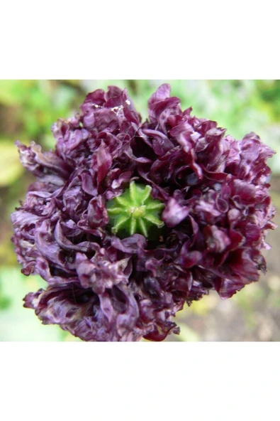 Muka Botanik 5 Adet Poppy Papaver Somniferum Wildflower Tohumu - Resim 3