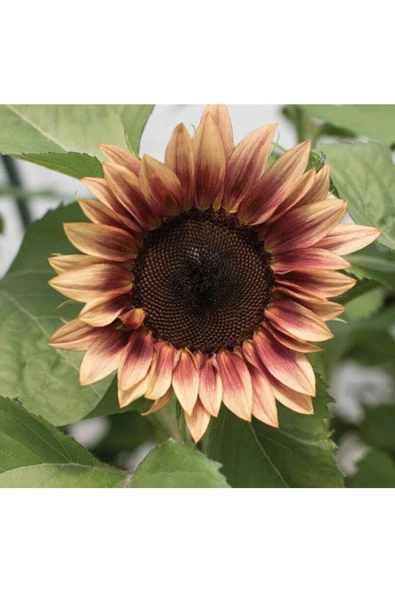 Muka Botanik 10 Adet Procut Plum Sunflower Tohumu - Resim 4