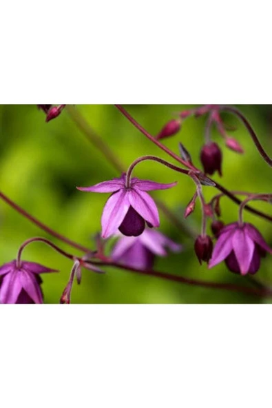 Muka Botanik 5 Adet Sugar Plum Fairy Columbine Tohumu ürün görseli