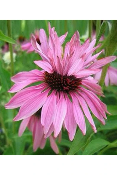 Muka Botanik 10 Adet Double Decker Echinacea Tohumu ürün görseli