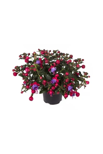 Muka Botanik Mor Küpeli Çiçeği Tohumu 5 Adet Tohum Çiçek Tohumu - Resim 2