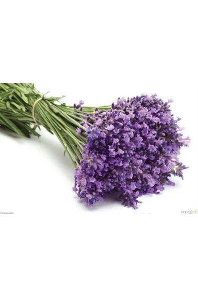 Muka Botanik Mor Kokulu Ingiliz Lavanta Tohumu Ekim Seti - Resim 3