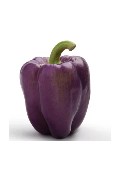 Muka Botanik Ithal Nadir Mor Dolmalık Biber Tohumu 5 Adet Tohum - Resim 3