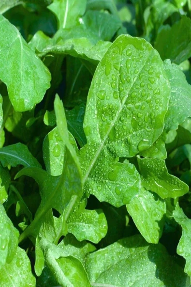 Muka Botanik Yerli Geleneksel Roka Tohumu / 50 Adet Tohum - Resim 2