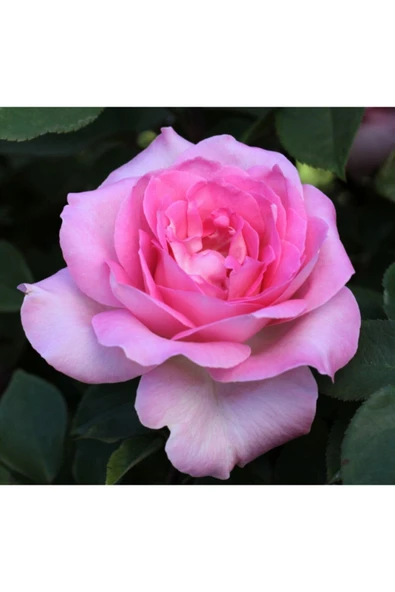 Muka Botanik 5 Adet Pembe Beverly Gül Tohumu ürün görseli