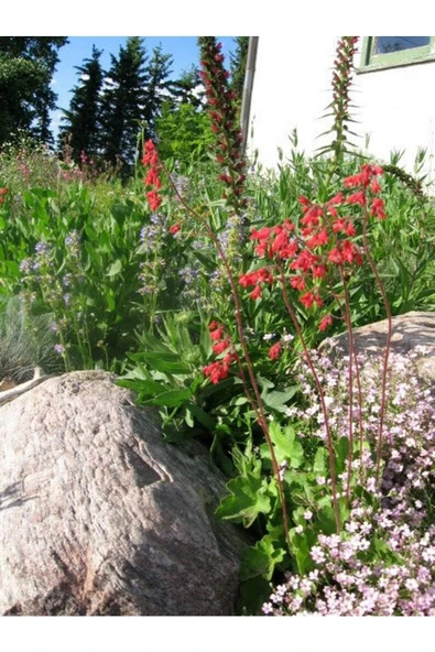 Muka Botanik 10 Adet Red Heuchera Fırefly Tohumu - Resim 4