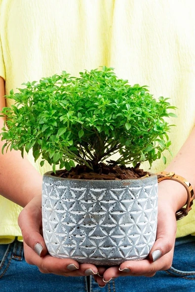 Muka Botanik Kalıcı Kokulu Fesleğen Tohumu / 40 Adet Tohum - Resim 3