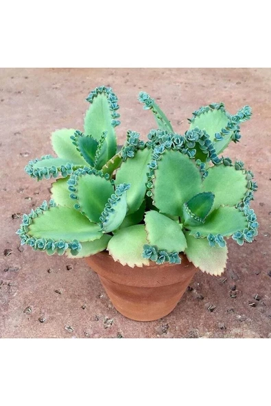 Muka Botanik 5 Adet Mother Of Thousands Tohumu ürün görseli