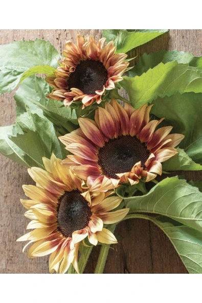 Muka Botanik 10 Adet Procut Plum Sunflower Tohumu - Resim 3