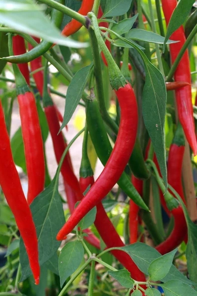 Muka Botanik Kırmızı Acı Macar Biberi Tohumu / 40+ Adet Tohumu - Resim 3