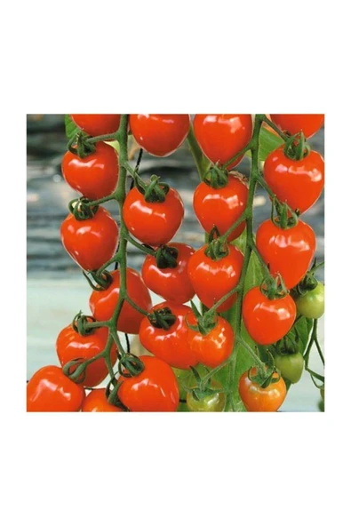 Muka Botanik Çilek Domatesi Tohumu 5 Adet Tohum Tometoberry Domates Tohumu ürün görseli