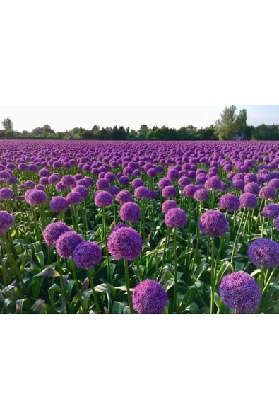 Muka Botanik 20 Adet Giant Ball Onion Allium Christophii Huge Hardy Perennial Tohumu - Resim 5