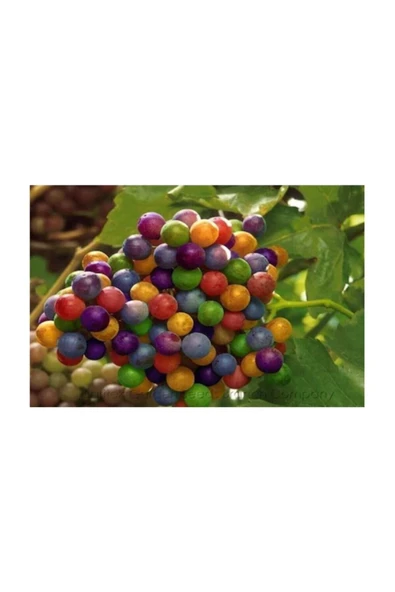 Muka Botanik Nadir Ithal Renkli Üzüm Tohumu 10 Adet Tohum - Resim 2