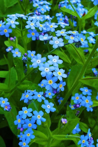 Muka Botanik Mavi Unutma Beni Çiçeği Tohumu / 20 Adet Tohum ürün görseli