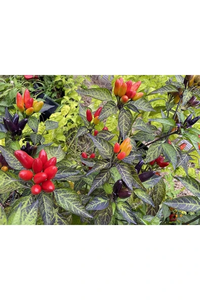 Muka Botanik 20 Adet Nadir Karışık Peru Süs Biberi Tohumu ürün görseli