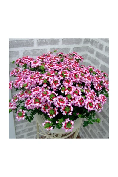 Muka Botanik Karışık Hüsnüyusuf Çiçeği Tohumu 5 Adet Tohum Hüsnü Yusuf Çiçek Tohumu - Resim 2