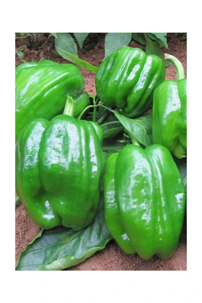 Muka Botanik Meşhur Antep Acı Dolmalık Biber Tohumu 10 Adet Dolmalık Biberi Tohumu - Resim 3