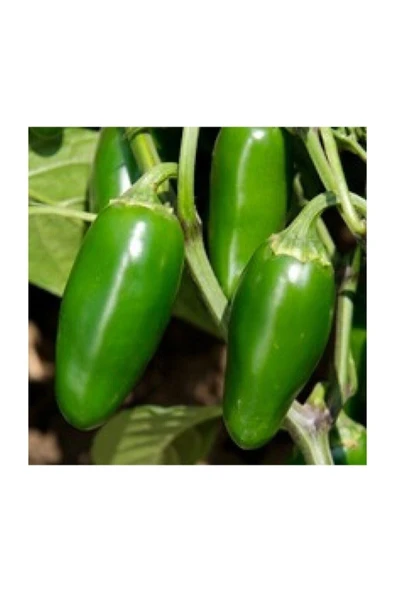 Muka Botanik 10 Adet Kırmızı Jalapeno Biber Tohumu - Resim 3