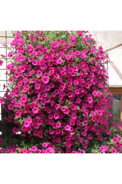 Muka Botanik 10 Adet Natural Creeping Petunia Purple Tohumu - Resim 3
