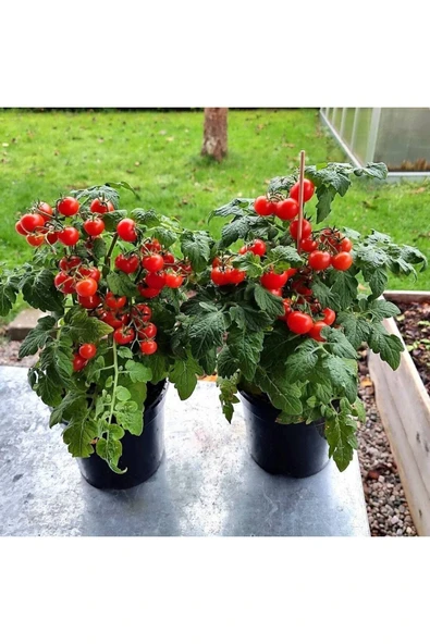 Muka Botanik 20 Adet Pigmy Micro Dwarf Domates Tohumu ürün görseli