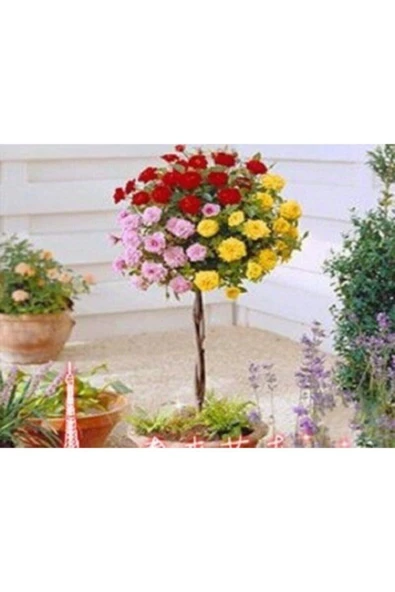 Muka Botanik 5 Adet Bodur Üç Gül Bonsai Ağacı Tohumu ürün görseli