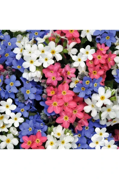Muka Botanik Karışık Renkli Unutma Beni Çiçeği Tohumu ürün görseli