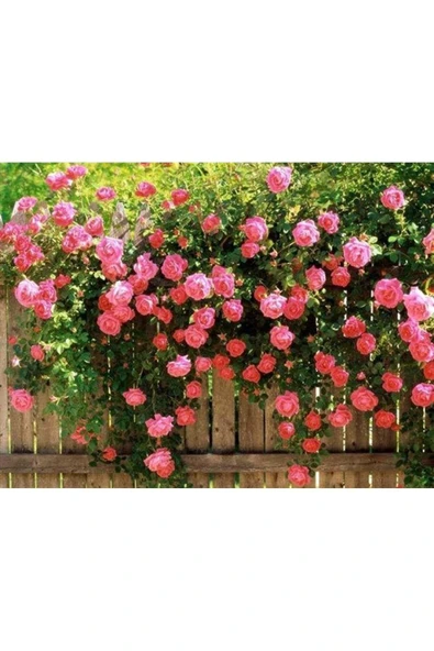 Muka Botanik 5 Adet Pembe Sarmaşık Gül Tohumu ürün görseli