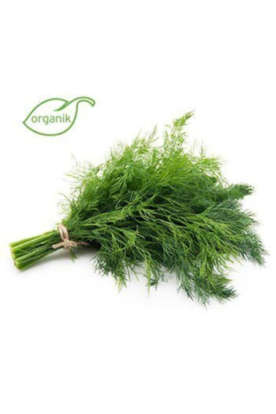 Muka Botanik 100 Adet Bol Kokulu Organik Dereotu Tohumu ürün görseli