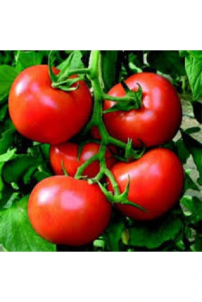 Muka Botanik Meşhur Falkon Domates Tohumu Ekim Seti - Resim 5