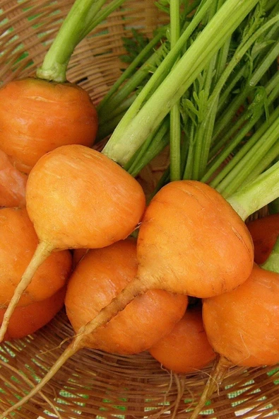 Muka Botanik Yerli Topak Havuç Tohumu / 40 Adet Havuç Tohumu - Resim 3