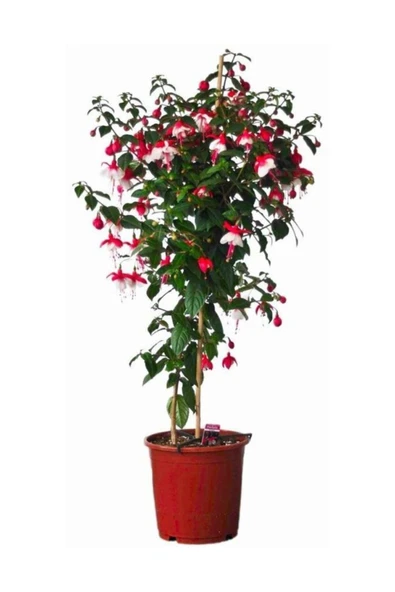 Muka Botanik Beyaz Küpeli Çiçeği Tohumu 5 Adet Tohum Çiçek Tohumu - Resim 2